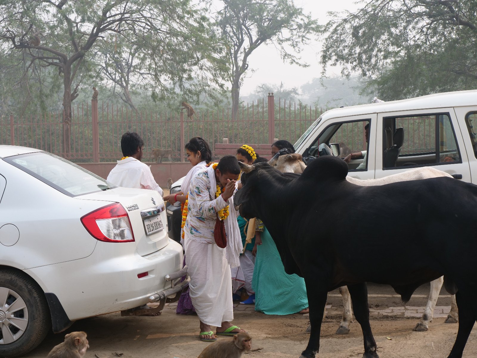  169 Gopashtami Radha kunda Govardhan 19.11.04
